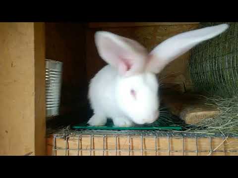 Растут ушастики не по дням,а по часам.