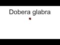 Dobera Glabra