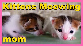 Baby kittens meowing very loudly for mom cat (Newb