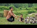 Single Mother harvests field snails to sell to earn money to support her daughter | Duyên Single Mom