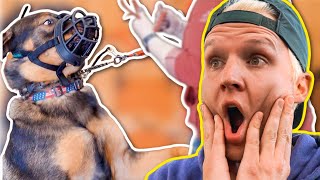 THIS DOGS AGGRESSION SENDS OWNER THE HOSPITAL!