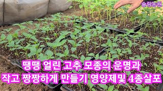 땡땡얼린 고추모종의 운명과작고짱짱하게 만들기(다분지)를 만들기위해 영양제및 4종살포
