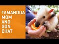 TAMANDUA Ant Eater Chat