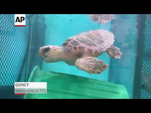 The numbers of sea turtles washing up on New England beaches has spiked significantly, many stunned and unable to escape the region’s cooling winter waters. (March 28)