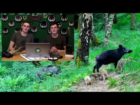 Sauen ansprechen - Hunter Brothers