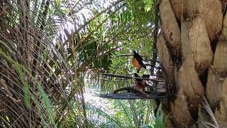 Download lagu King Pikat Murai Batu Mahkota Putih mp3