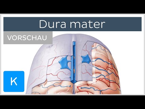 Dura mater (Vorschau) - Lage, Aufbau und Funktion | Kenhub