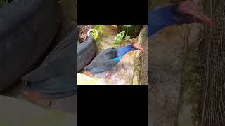 Download lagu Burung mandar biru jinak #hewanpeliharaan mp3 Download lagu Burung mandar biru jinak #hewanpeliharaan mp3