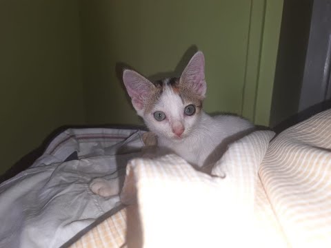 ||Furrfolks member saves the life of a kitten severely affected by cold||