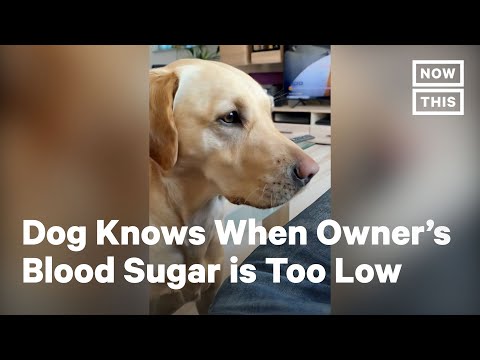 Dog Alerts Owner With Diabetes When Blood Sugar is Low