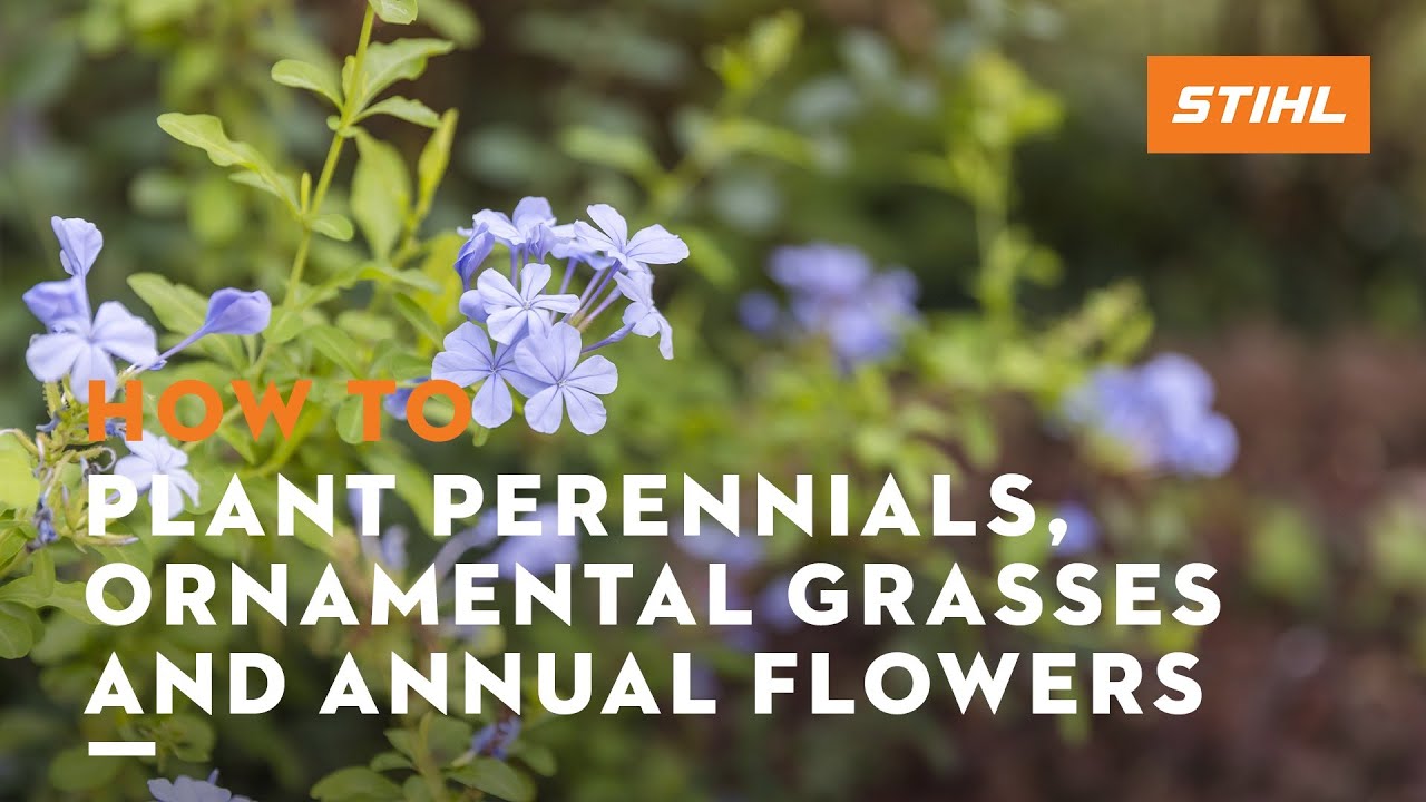 How to Plant Flowers How to Plant Plants STIHL USA