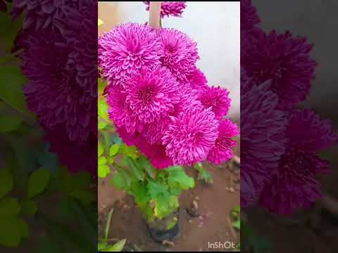 Flowers#shorts#shortvideo#youtubeshorts#flowers