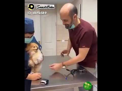 😂😂funny injection dog so funny dog😂😂😂#short