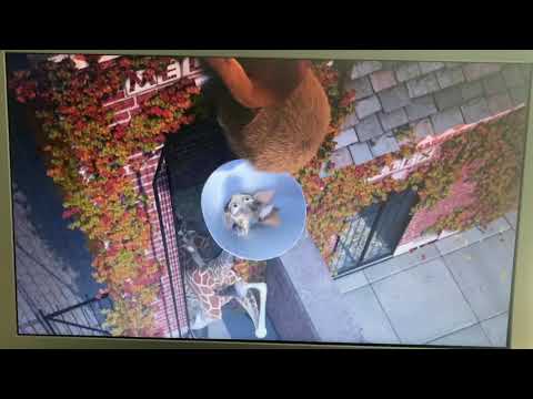 "Animal Age" Part 2 - The Big Chill