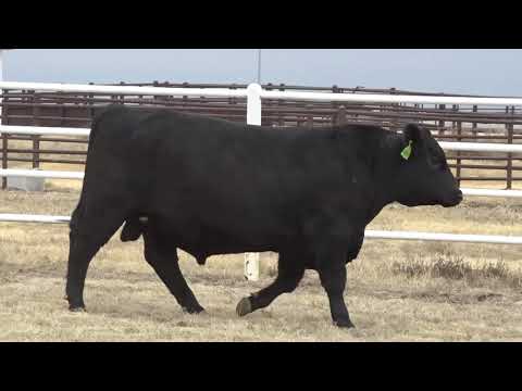 Lot 71, G A R Tender Beef W859