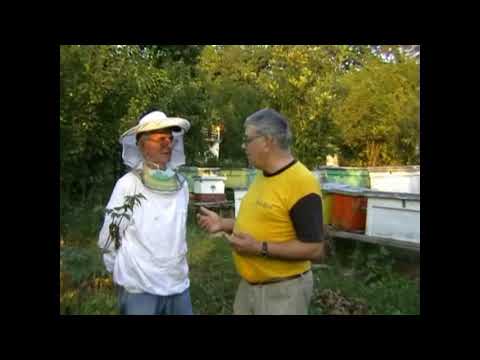 SAVETI STARIJEG PČELARA    ADVICE FROM AN OLDER BEEKEEPER