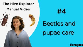 4. Taking Care of Beetles and Pupae [Hive Explorer]