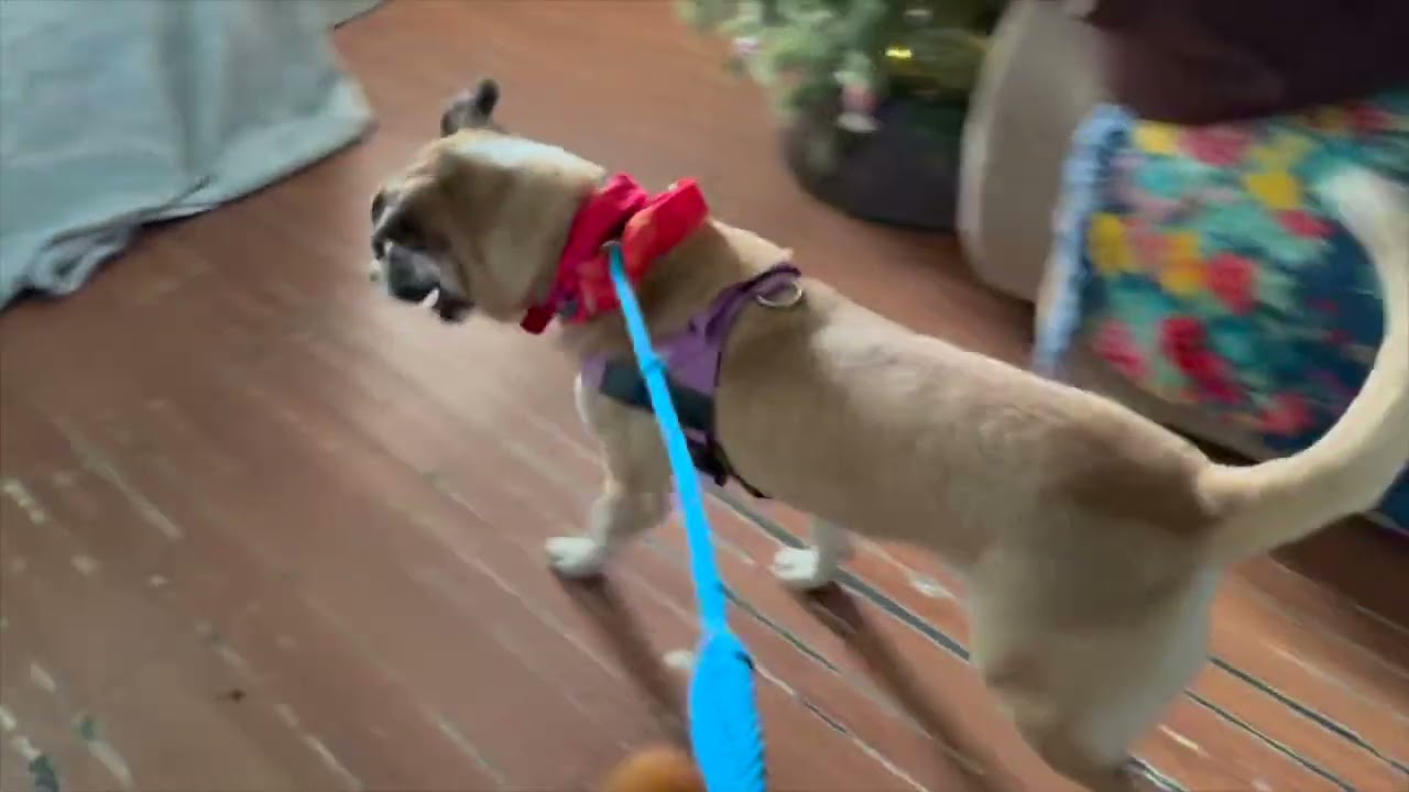 Enlarge Cassie, a Adoptable mixed breed in Woburn, MA video 6/6