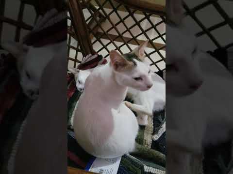 "wake up meow!!wake up!! let's play" #pets#meow#kitten 🐾🐾🐱