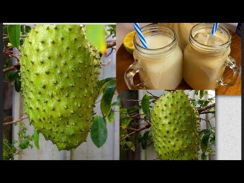 Soursop Juice (Cancer Fighting Fruit) Healthy & Delicious! 🇯🇲