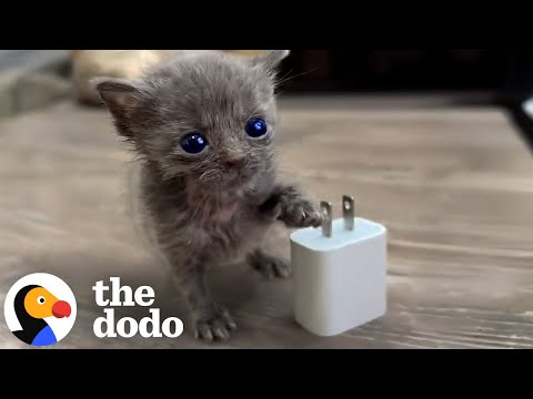 Micro Kitten Befriends An Eyeless Kitten 💕 | The Dodo