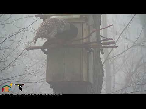 Foggy Morning Hooting Session On WBU Barred Owl Cam – March 25, 2020