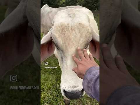 El bello campo agropecuario