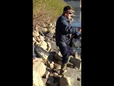 CEKKINO Doma il verro