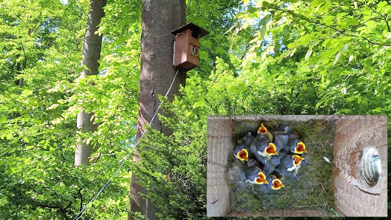 Marderschutz installiert - Fütterungszenen von aussen und innen