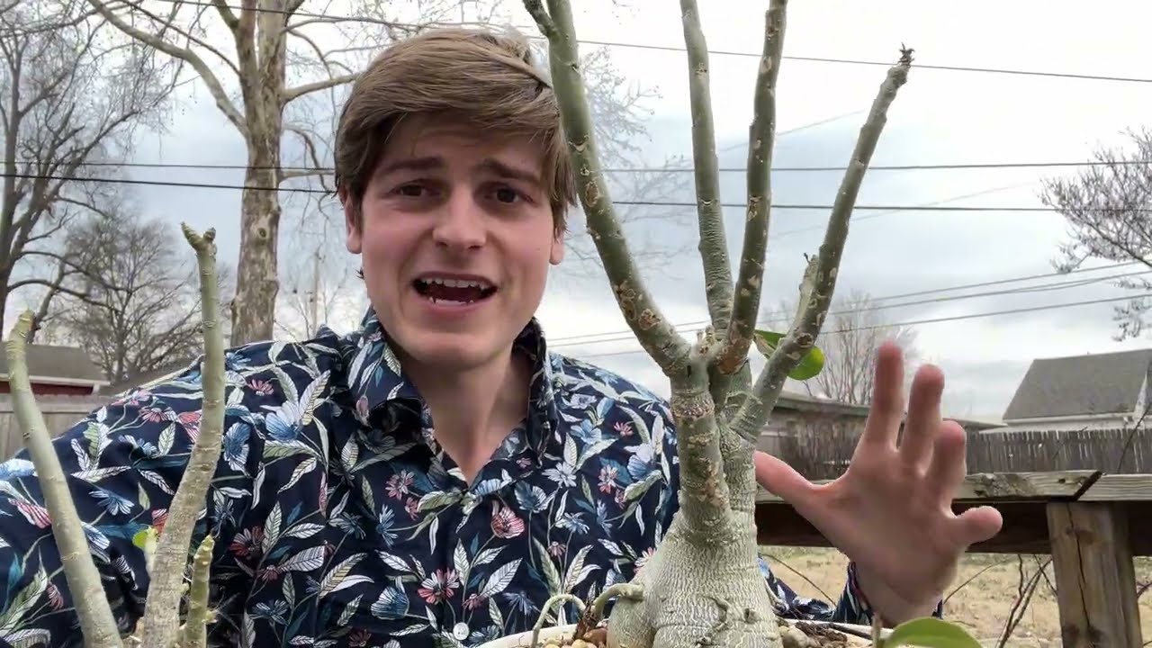 Plant of the Day: The Desert Rose (Adenium obesum)