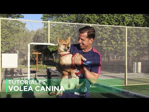 Learn with Paquito Navarro 4x02 | Canine Volleyball