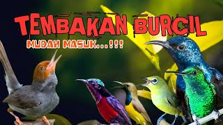 Download lagu 2 jam Masteran BURCIL Nembak mbeset tajam mudah masuk‼️AUDIO JERNIH mp3