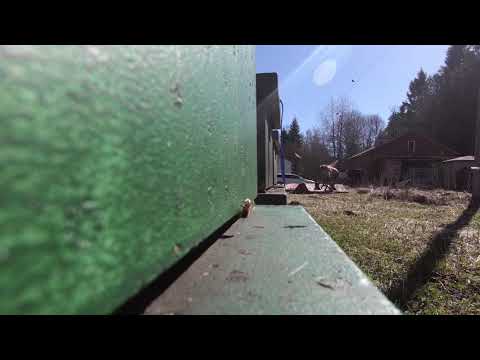 Full fart i bisamhället