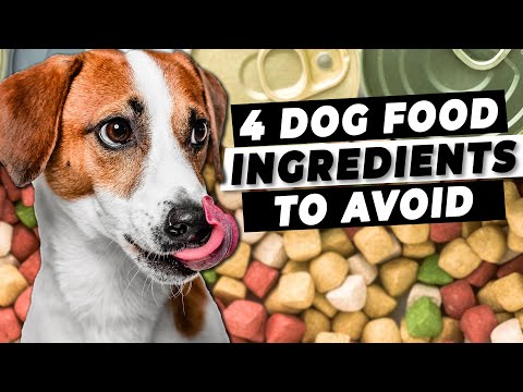 The 4 Dog Food Ingredients To Avoid | Ask a Vet
