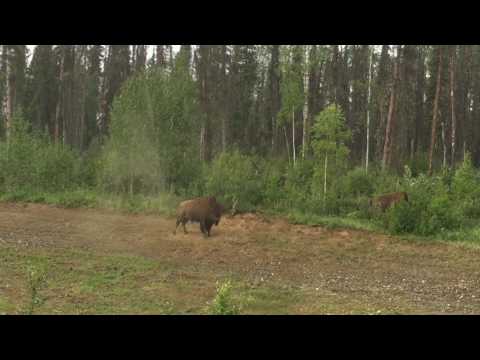 A trip down the Alcan (Bisons) Film and Music Annemarie Borg