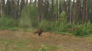 A trip down the Alcan (Bisons) Film and Music Annemarie Borg