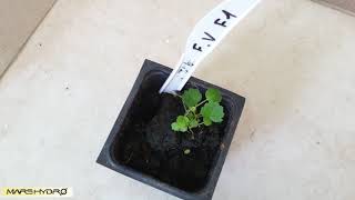 How to grow Strawberries from seeds - Seedling transplant with Led Light part 5 (Mars-hydro)