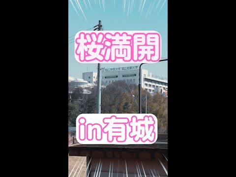 【おかがく・おかたん】桜満開 in 倉敷市有城 #Shorts