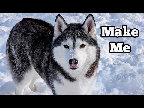 Will My Husky Come Inside During a Snow Storm?  Or Get the Zoomies?