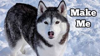 Will My Husky Come Inside During a Snow Storm? Or Get the Zoomies?