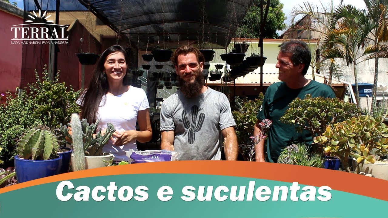 Watch Now Cactos e suculentas (Parte 1) - Dicas e sugestões - Terral Jardinagem Cactos e suculentas (Parte 1) - Dicas e sugestões - Terral Jardinagem