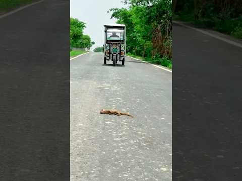 #saveanimals #trending #exsplorepage #comedy #viralvideo #automobile # #viral #sad #explortheworld