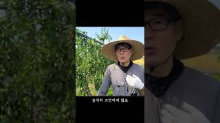 2000평 대추 농사는 얼마나 벌까? [강화도 대추] #shorts