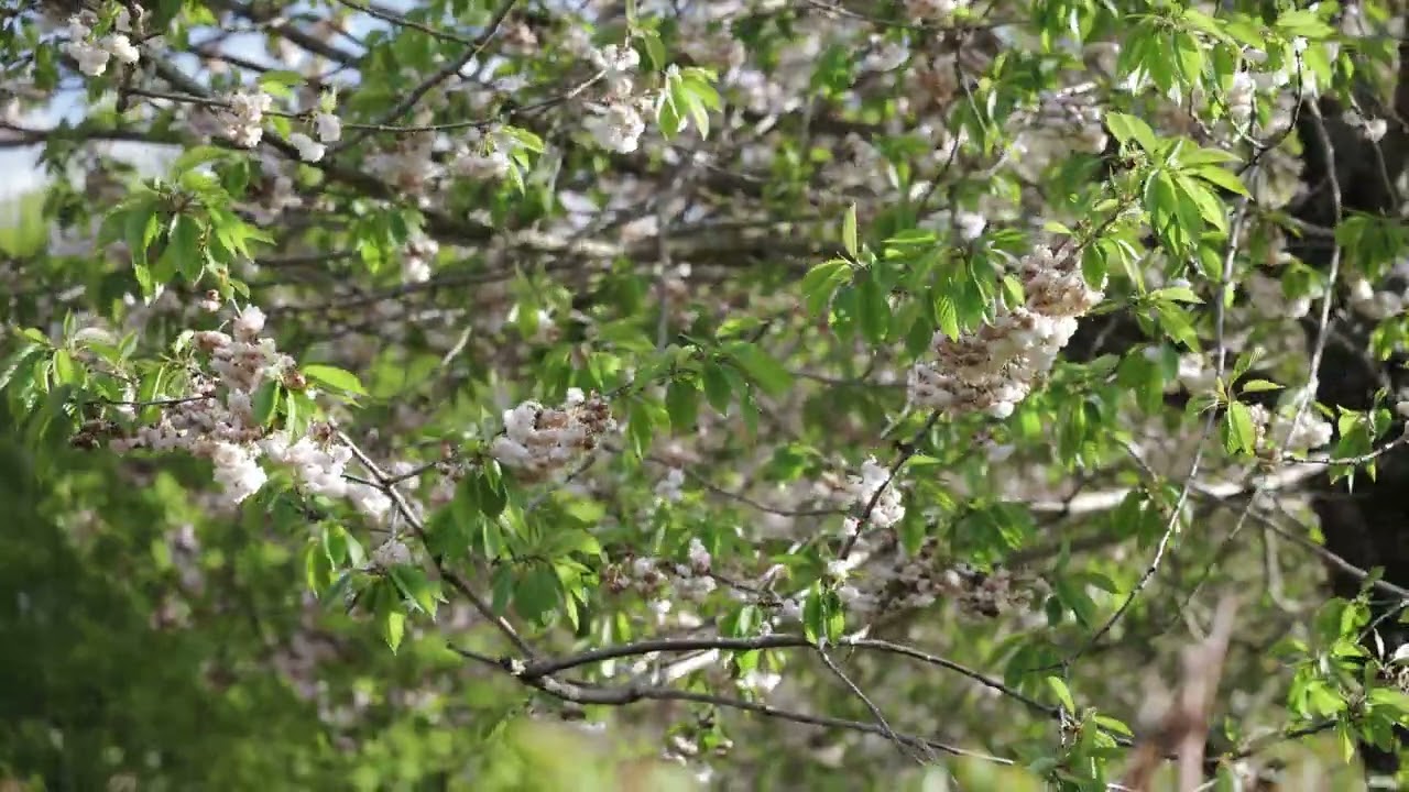 Leica SL3 S &mdash; Sample video - YouTube