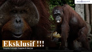 Download lagu EKSKLUSIF!!! Mengintip Kehidupan Pribadi Orangutan di Alam Liar mp3 Download lagu EKSKLUSIF!!! Mengintip Kehidupan Pribadi Orangutan di Alam Liar mp3