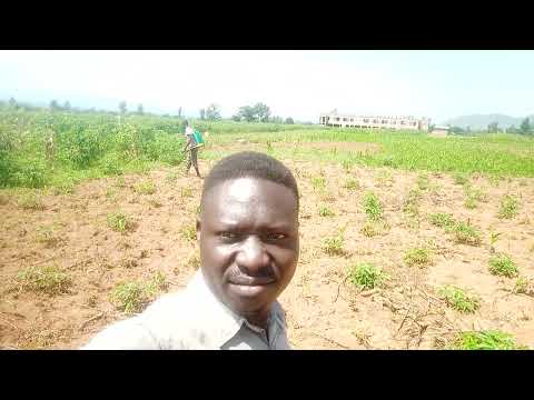 Kweri kitwodi(Hoe doesn't lie)