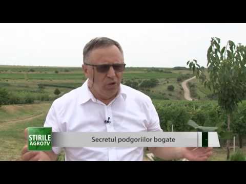 Lacerta - secretul podgoriilor bogate