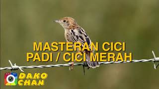 Download lagu CICI PADI GACOR FULL mp3