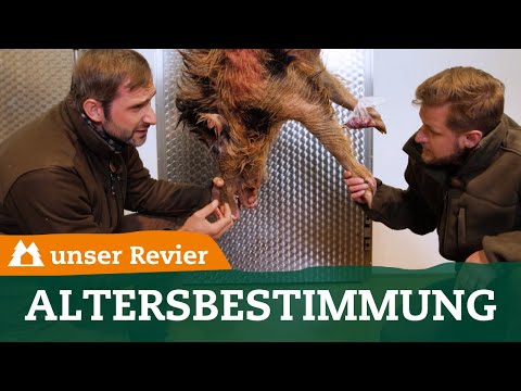 Altersbestimmung beim Schwarzwild | Überläuferbejagung | Wildschwein | Alter | unsere Jagd | #30