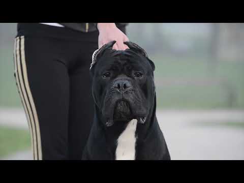 Diesel Corso BiH – The Majestic Multi-Champion in Action 🏆🐾